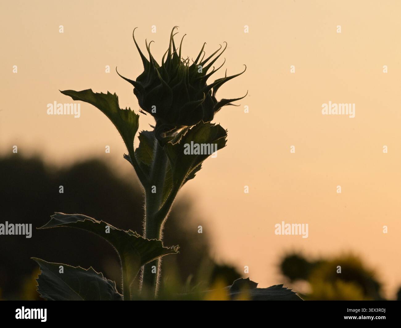 Silhouette di un singolo capo di girasole non aperto contro un cielo arancione caldo del crepuscolo in campagna. Foto Stock