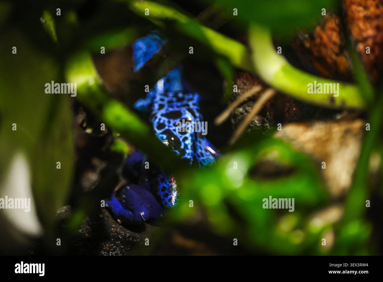 Frana veleno blu nel terrarium amazzonico Dendrobates tinctorius azureus Foto Stock
