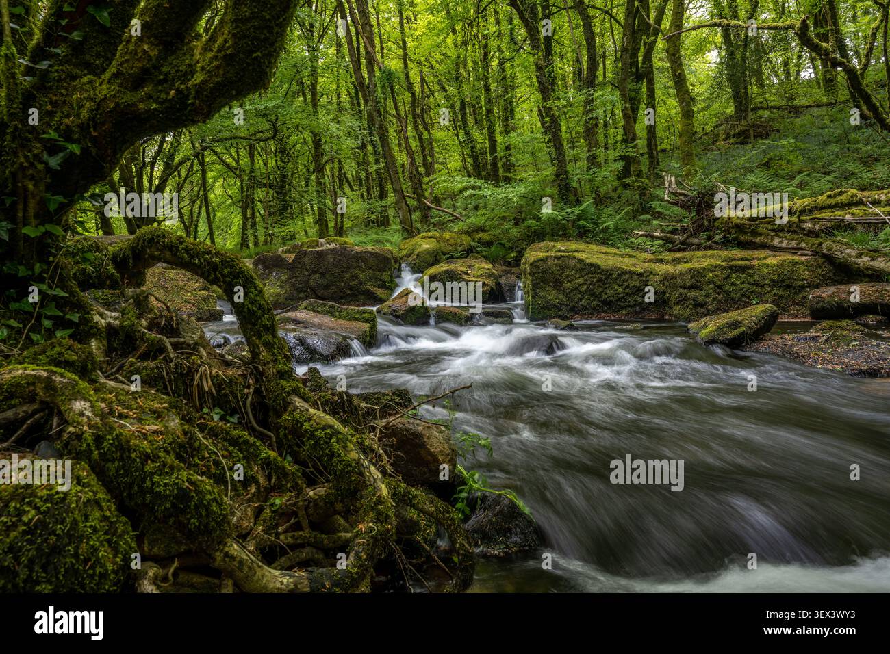 Le acque affollate del fiume Fowey si infrangono tra radici di alberi e massi nobili nell'incantevole bosco di Golitha Falls, Cornovaglia. Foto Stock