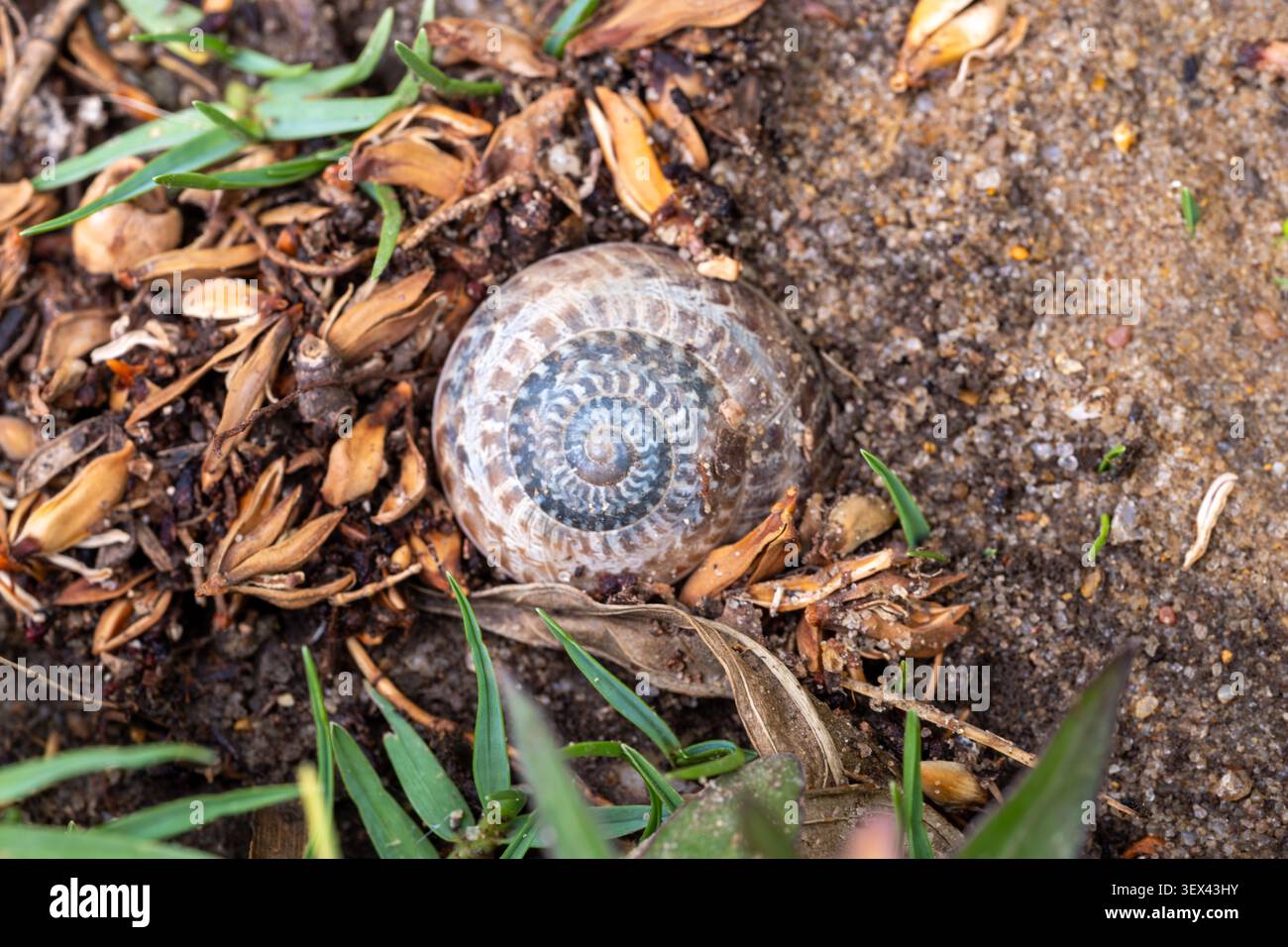 Chiocciola con fascia di cioccolato (Eobania vermiculata) a spirale, Cairo, Egitto Foto Stock
