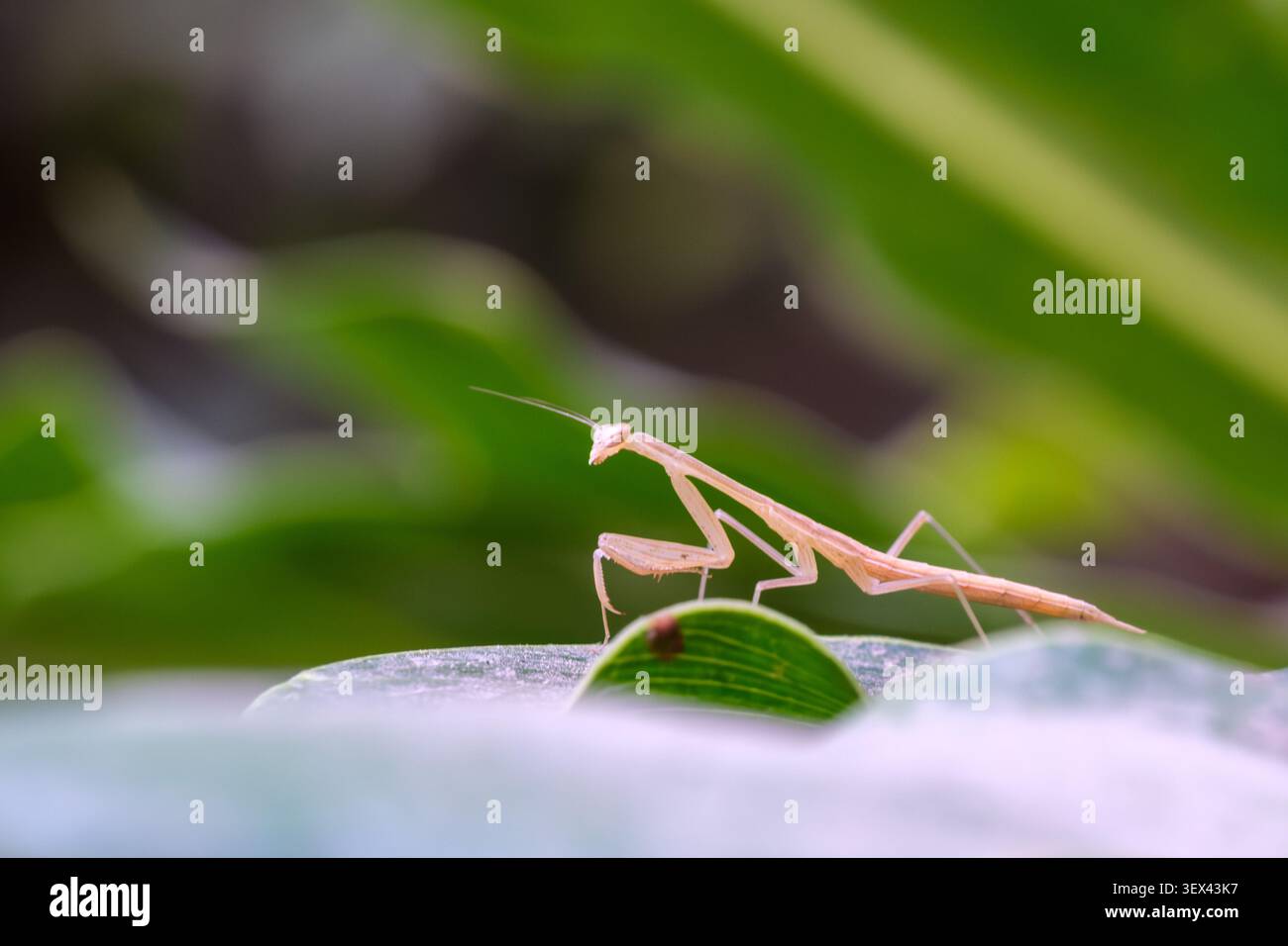 la ninfa egiziana di pregare (Miomantis paykullii) sulla foglia, il Cairo, Egitto Foto Stock