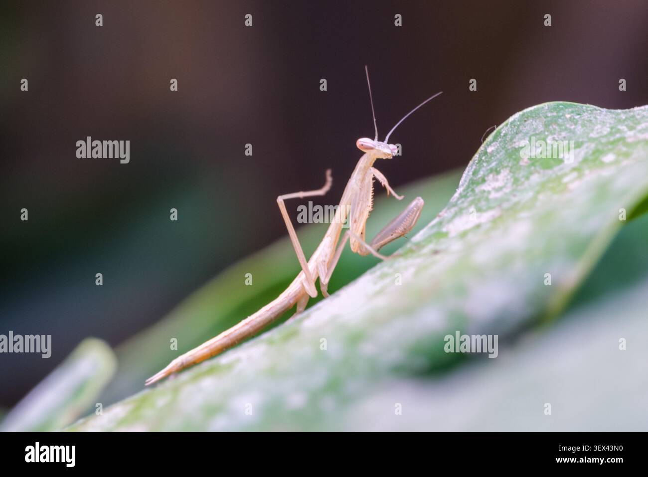 la ninfa di preghiera egiziana (Miomantis paykullii), vista frontale sulla foglia, il Cairo, Egitto Foto Stock