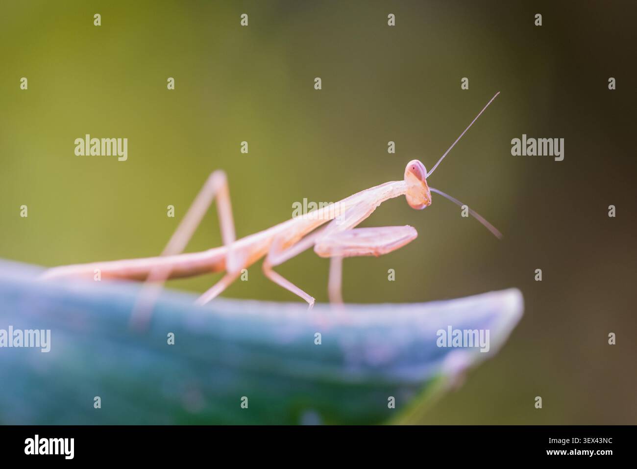 mantide di preghiera egiziana (Miomantis paykullii) ninfa, dettaglio testa e fronzoli, Cairo, Egitto Foto Stock