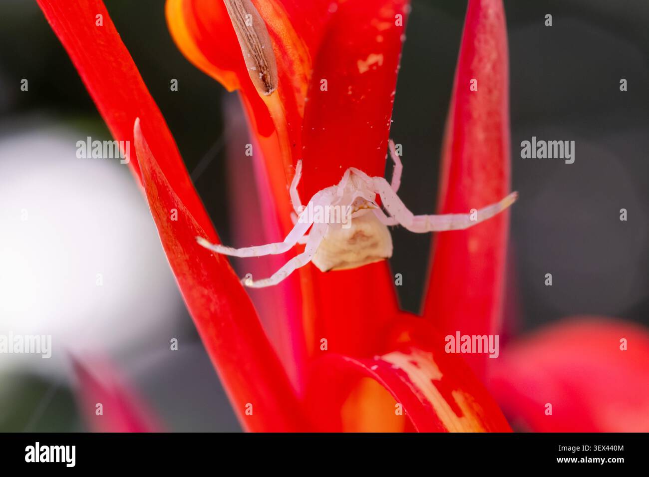 Thomisus sp. (Ragno granchio) su canna indica (colpo indiano) bratto, giardino del Cairo, Egitto. Ragno di granchio bianco che cambia colore camuffato contro il fiore rosso. Foto Stock