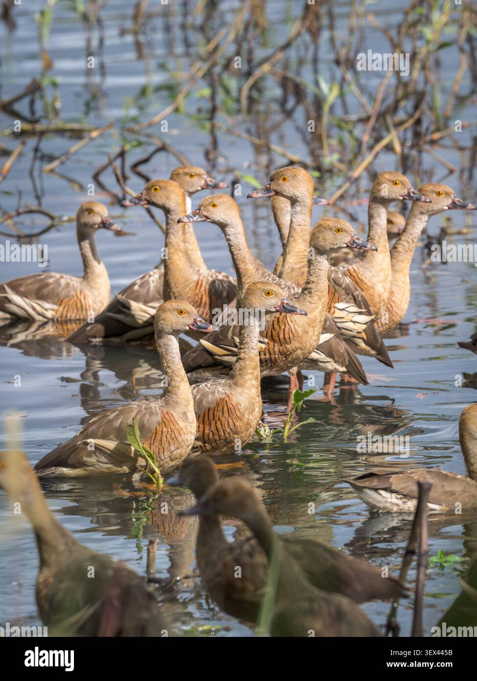 Un piccolo gregge di anatre piombate siede ancora nell'acqua della palude di Hastie salutando il sole del mattino prima di uscire per dare da mangiare alla laguna. Foto Stock