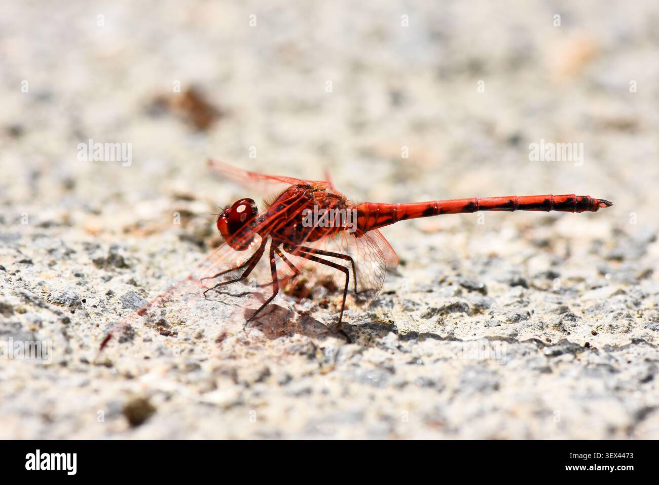 Foto macro con profilo laterale di una libellula rossa vibrante appoggiata su una superficie ruvida di ghiaia e pietra. Foto Stock