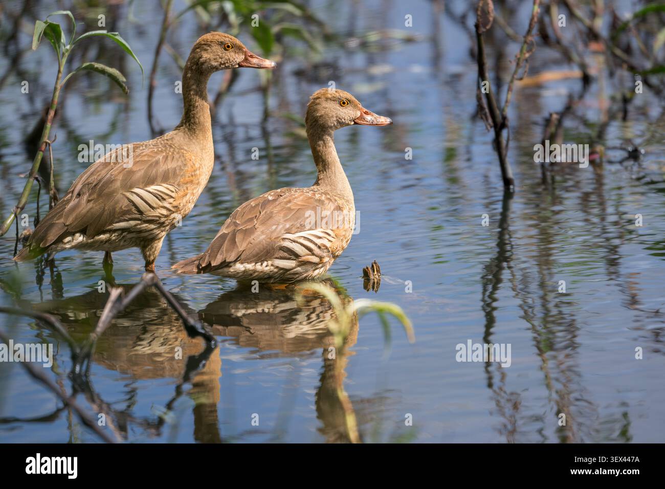Un paio accoppiato di anatre piombanti si siede ancora nell'acqua della palude di Hastie salutando il sole mattutino prima di uscire per nutrirsi della laguna. Foto Stock