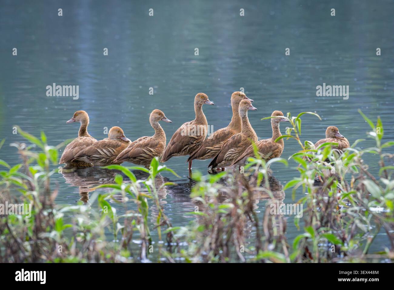 Un piccolo gregge di anatre piombate siede ancora nell'acqua della palude di Hastie salutando il sole del mattino prima di uscire per dare da mangiare alla laguna. Foto Stock