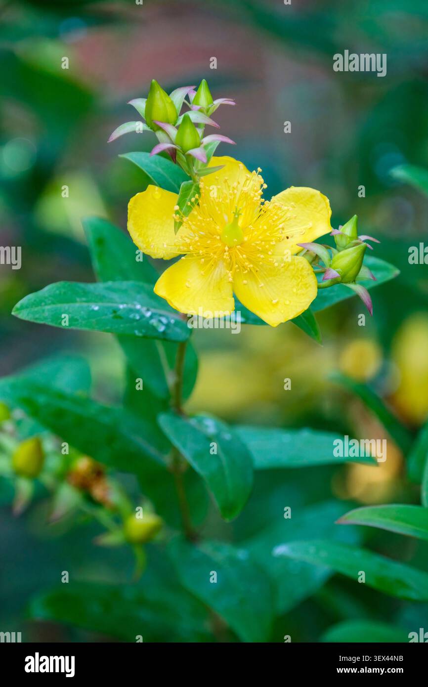Hypericum choisianum, erba di San Giovanni Hoisy, a forma di lancia, foglie di pelle, a forma di tazza, fiori gialli Foto Stock