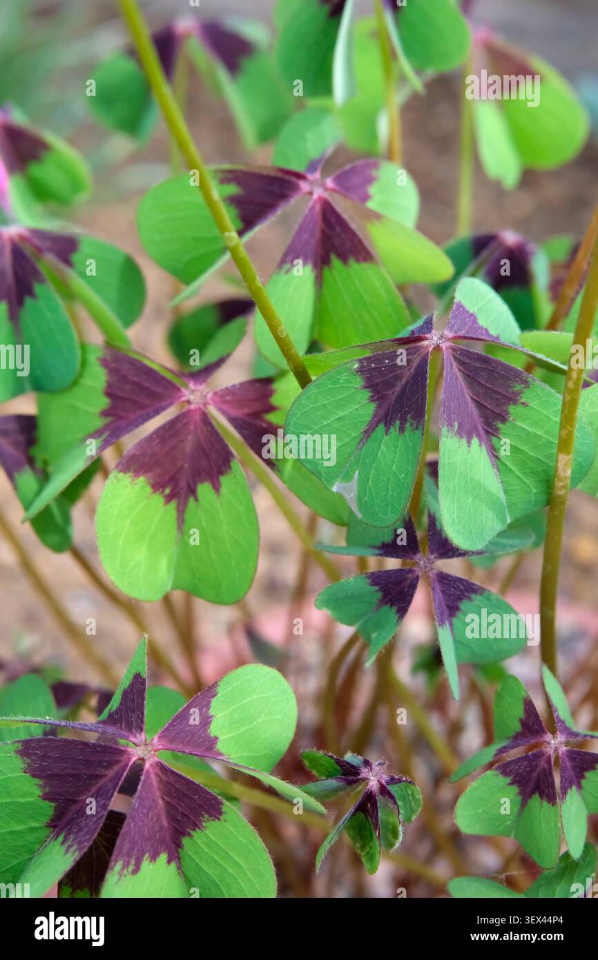 Croce di ferro Oxalis tetraphylla, croce di ferro del trifoglio fortunato, pianta di casa con foglie quadruple simili a trifoglio, ciascuna contrassegnata da una croce di Borgogna profonda al c Foto Stock