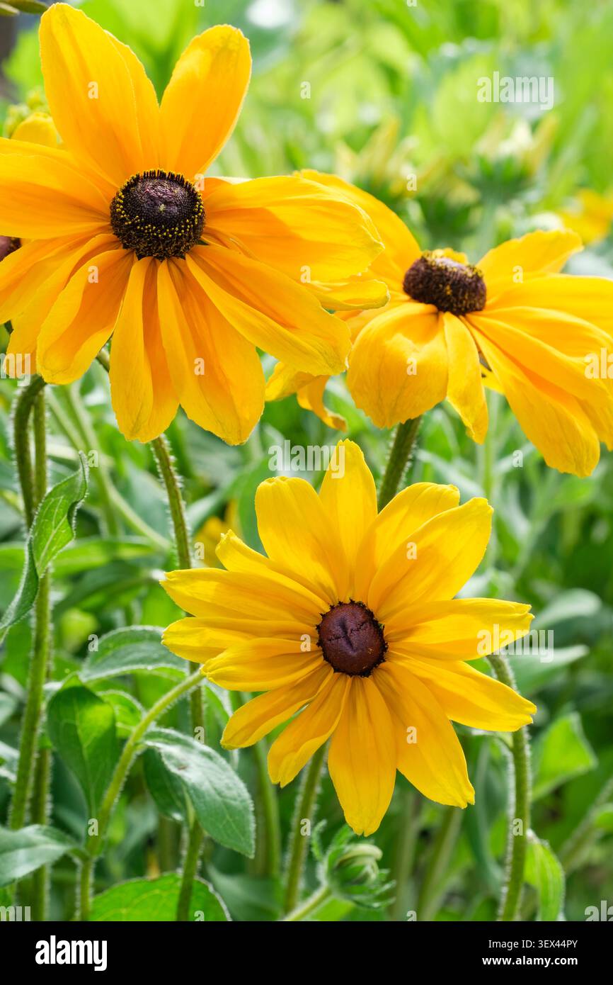 Rudbeckia hirta Indian Summer, Susan 'Indian Summer dagli occhi neri, margherite color giallo dorato centrate al buio, a razze larghe Foto Stock