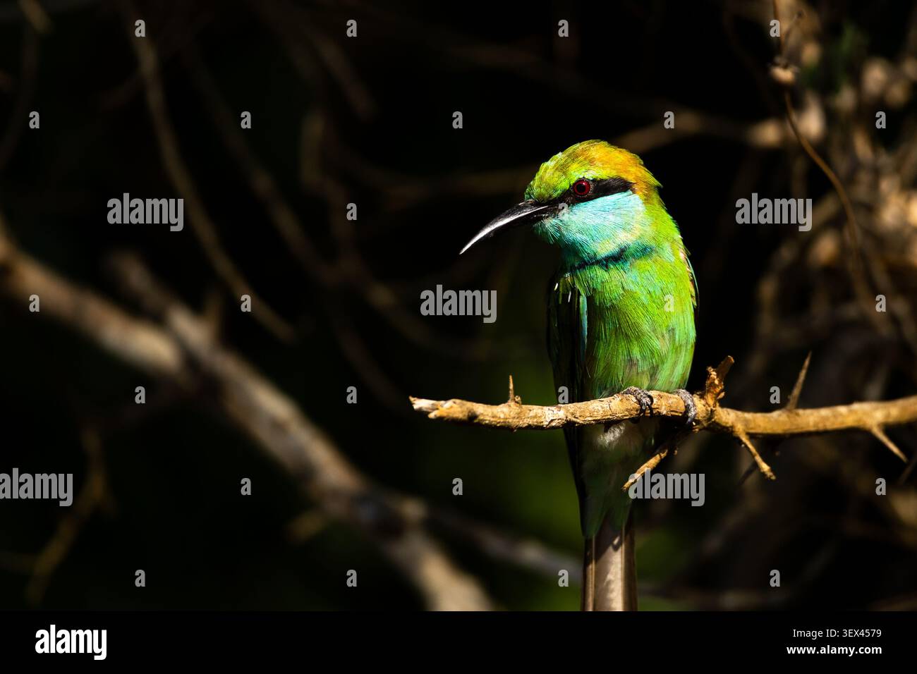 Uccello mangapipe appollaiato su un ramo, Parco nazionale di Yala, Sri Lanka Foto Stock