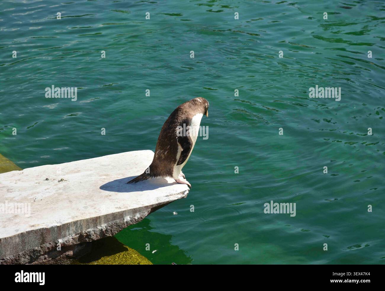 Meditando sul salto Foto Stock