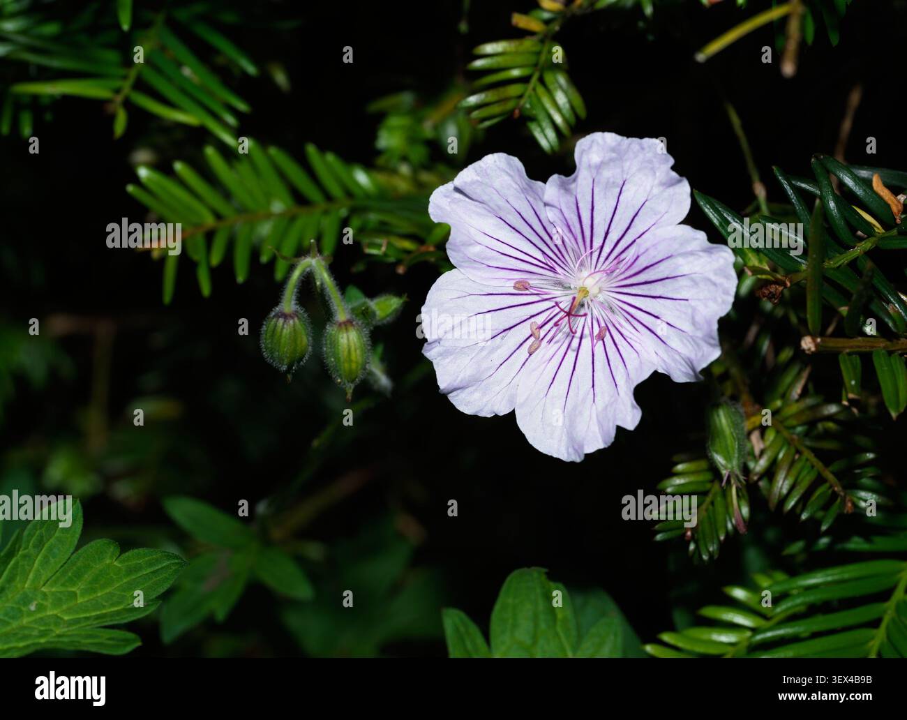 Un fiore della pianta di geranio Cranesbill nel giardino di Cottesbrooke Hall, Northamptonshire, Inghilterra. Foto Stock