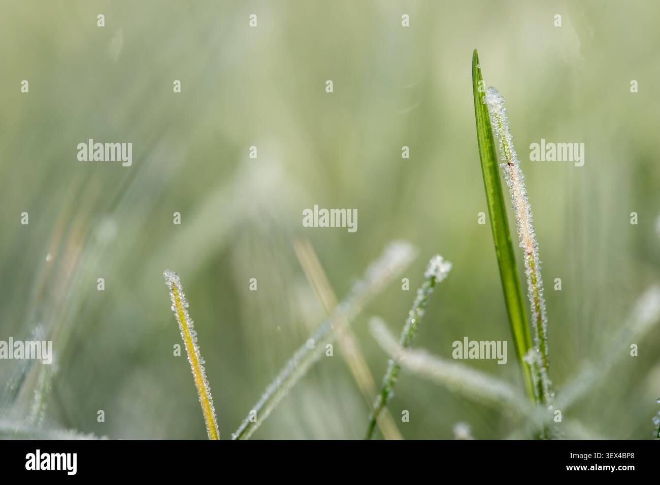 Prima vista di cristalli di ghiaccio scintillanti e brina su lame d'erba verdi al mattino Foto Stock