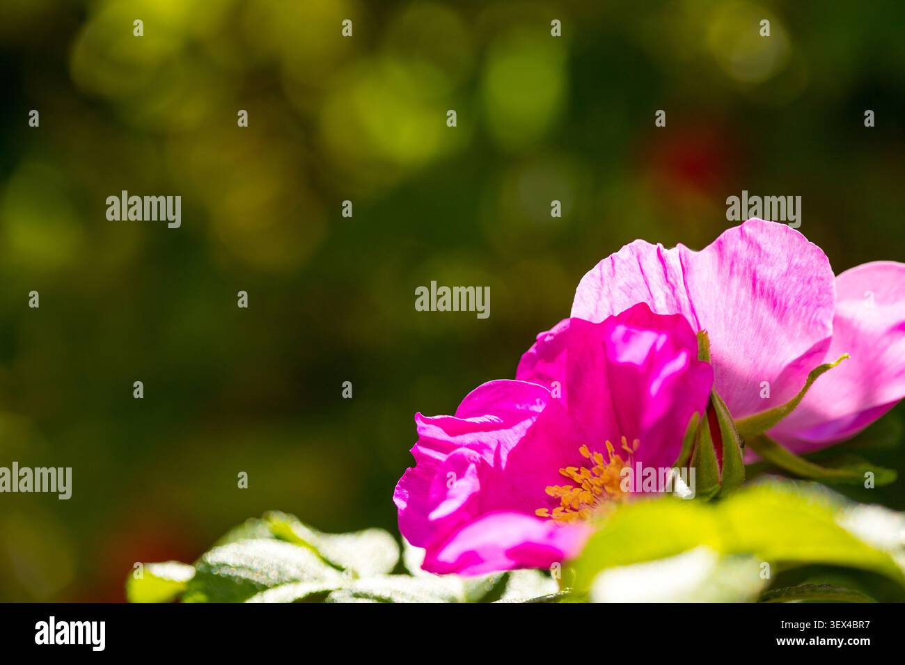 Primo piano di una Rosa Rugosa rosa vivace (rosa di spiaggia) in piena fioritura con fogliame verde Foto Stock