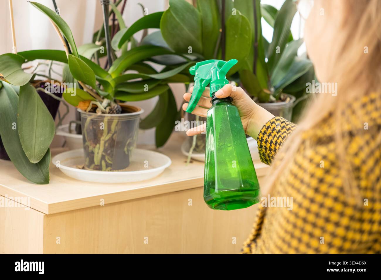 Primo piano di una mano con una bottiglia spray per idratare il fogliame delle piante domestiche, riflettendo la dedizione alla manutenzione delle piante e creando un tranquillo bancomat domestico Foto Stock