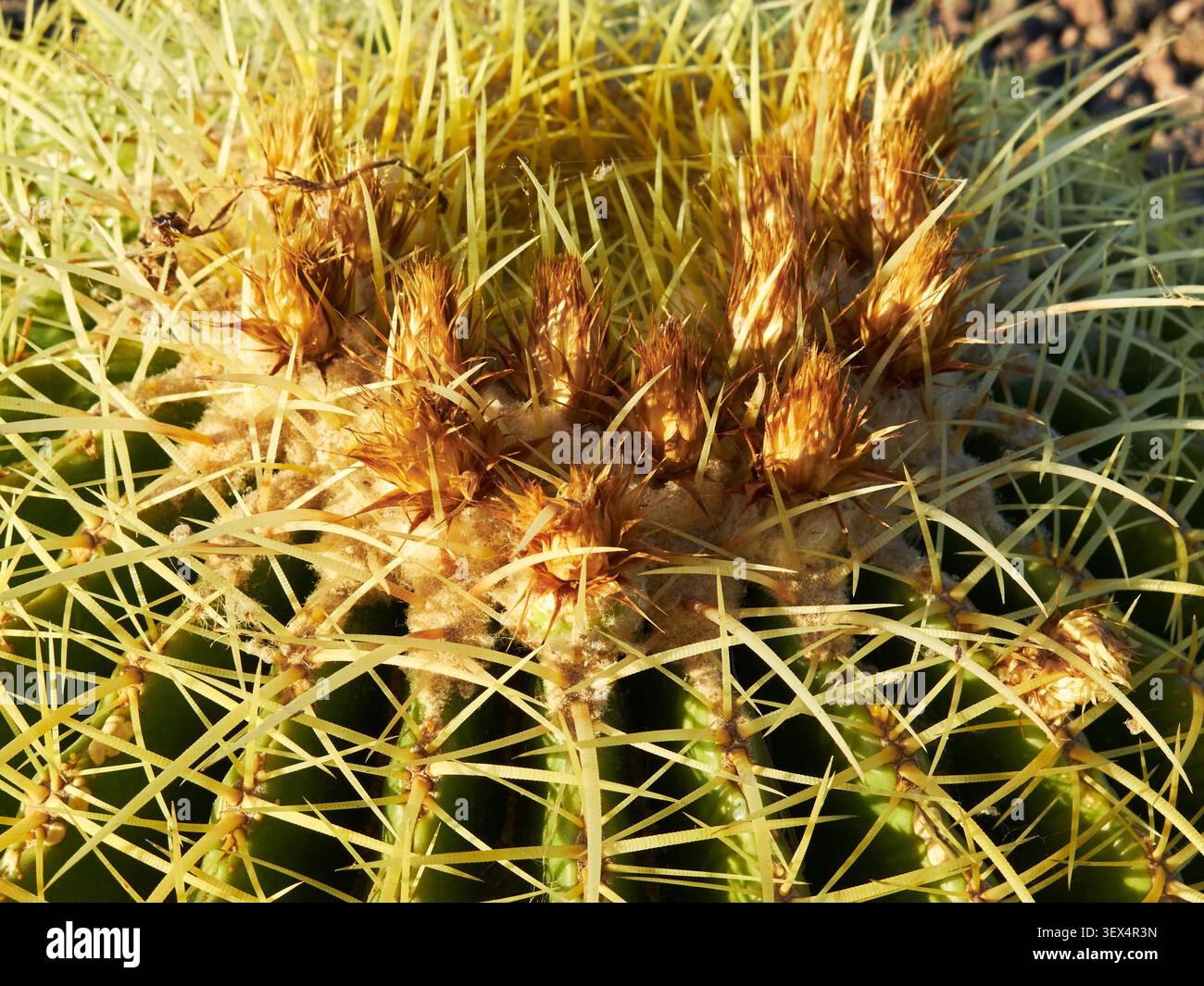 Primo piano della corona di cactus a botte dorate (Echinocactus grusonii) con spine gialle affilate e fiori secchi alla luce del sole. Málaga, Spagna. Foto Stock