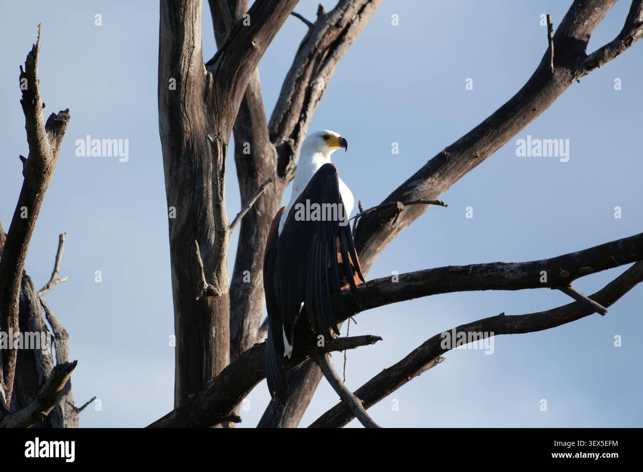 African Fish Eagle arroccato su Dead Tree nel Bwabwata National Park, Namibia - Safari Wildlife Observation in auto Foto Stock
