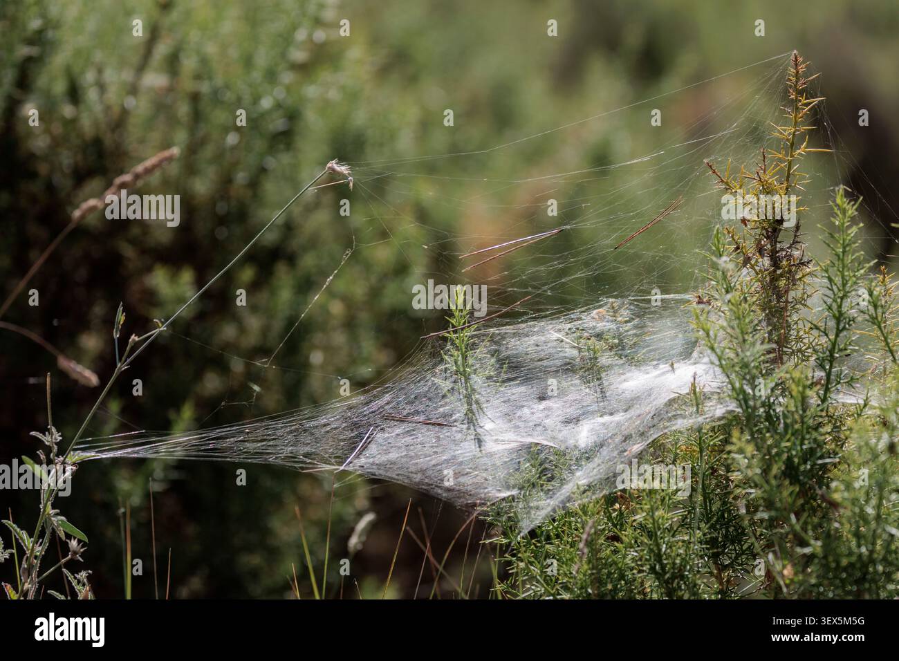 Dense Funnel Web costruito su cespugli di sottobosco nella foresta mediterranea di Sierra de Mariola, Bocairent, Spagna Foto Stock