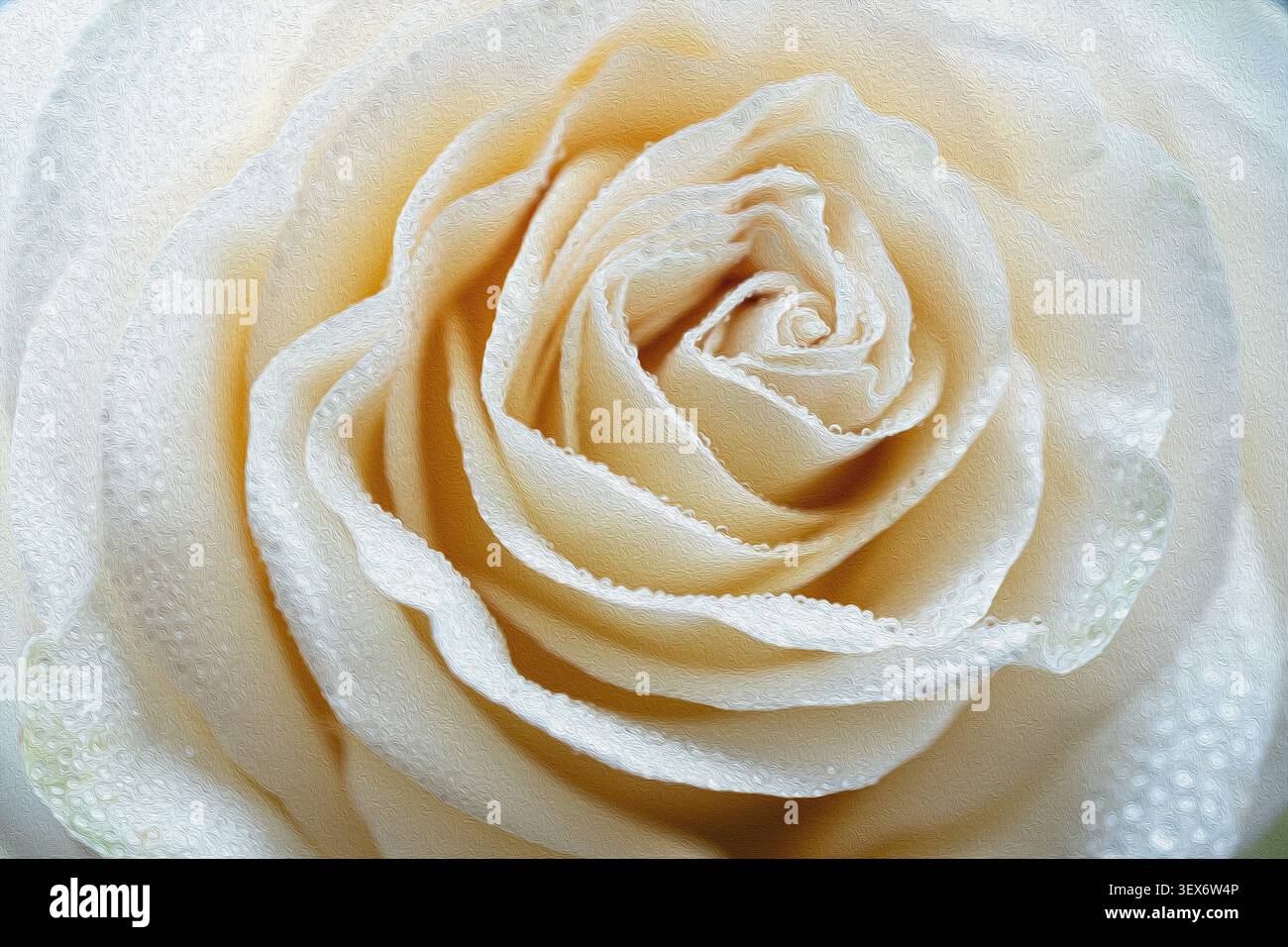 Pittura astratta a olio di petali di crema giallo pallido stratificati di una rara rosa dell'altopiano in estremo primo piano Foto Stock