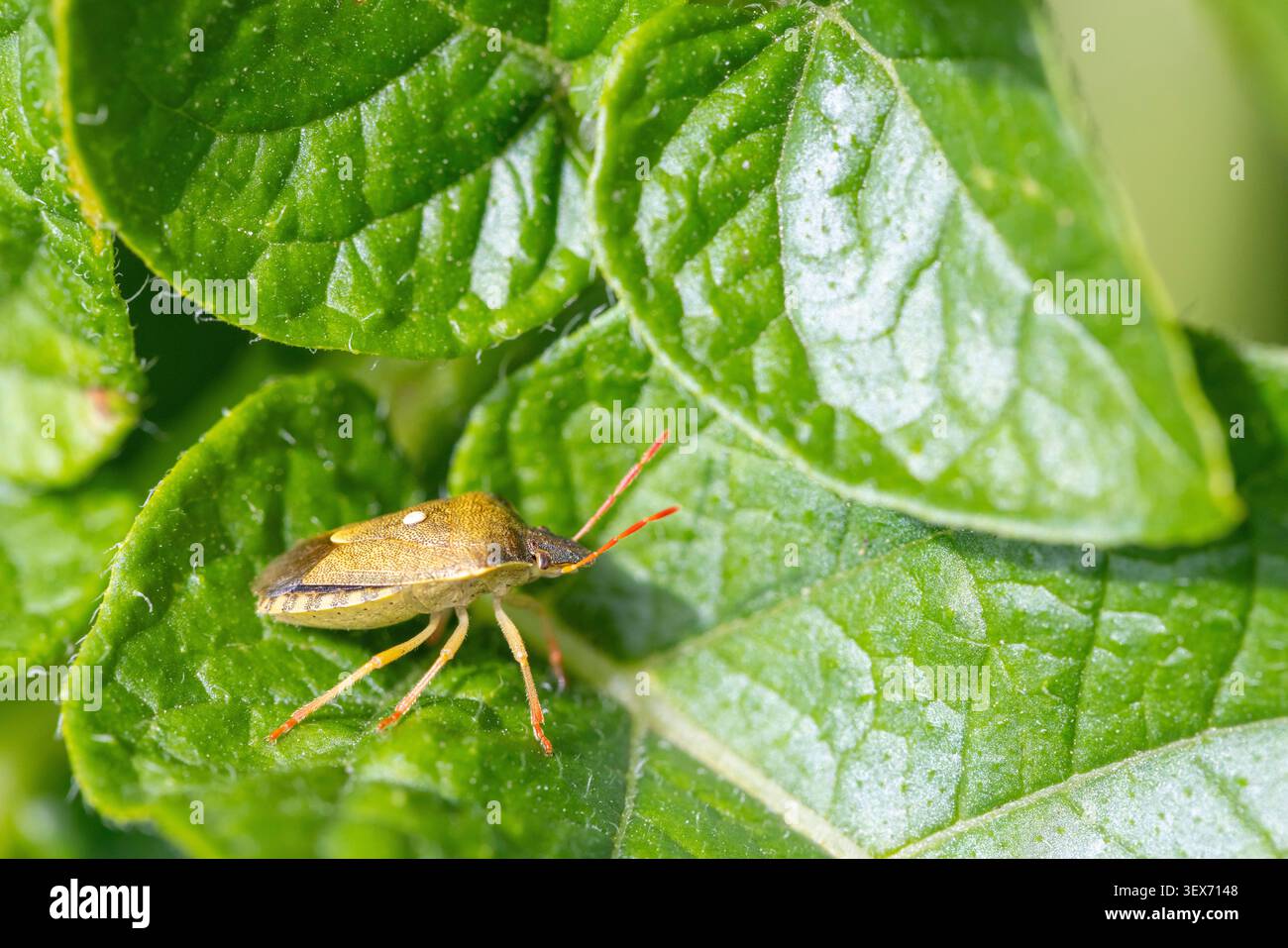 Stink bug, un comune parassita da giardino, poggiato su una foglia verde testurizzata, che mostra il suo corpo a forma di scudo e le antenne Foto Stock
