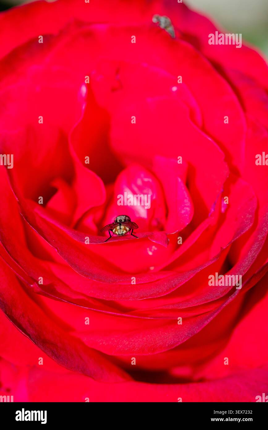 Vola riposando su un vivace petalo di rosa rosso, che mostra gli intricati dettagli della natura e il piccolo mondo di insetti e fiori Foto Stock