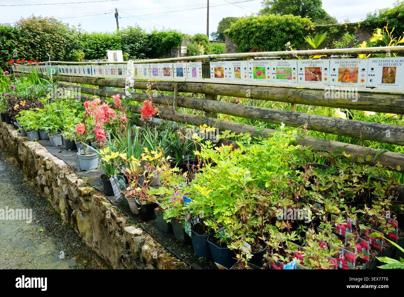 Piante perenni assortite con etichette per la semina e la cura presso un centro di giardinaggio del Regno Unito Foto Stock