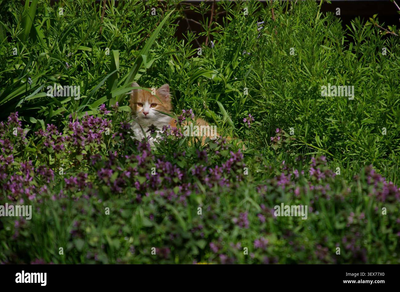 Un piccolo gattino con motivi gialli e bianchi riposa in un bellissimo prato con lussureggianti erbe primaverili in fiore, Sofia, Bulgaria Foto Stock
