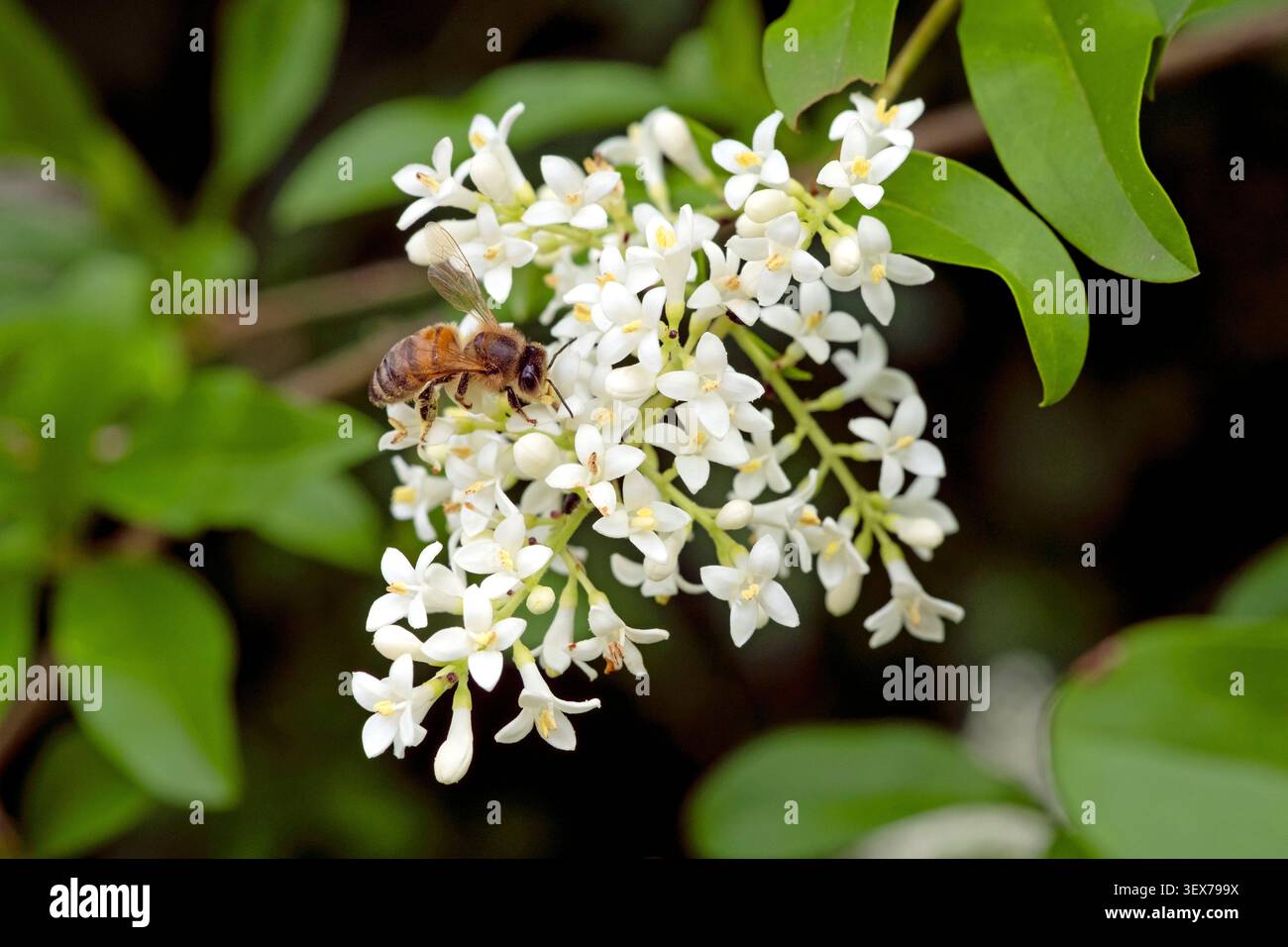 Francia, Territoire de Belfort, Belfort, siepi, apicoltura su privet comune (Ligustrum vulgare), fioritura Foto Stock