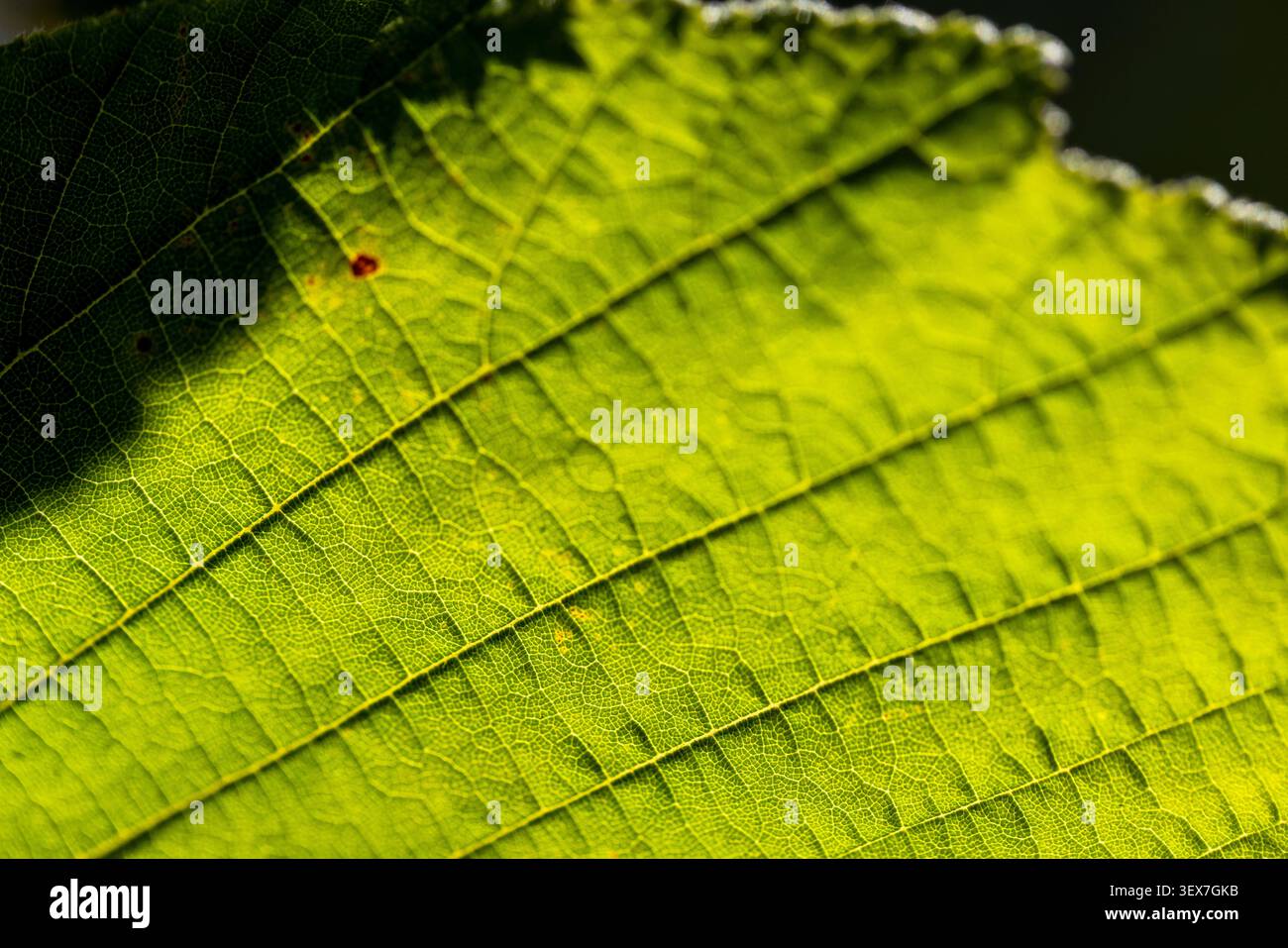 Foglie di nocciole retroilluminate dalla luce del sole, rivelano venazione fine e struttura cellulare dettagliata, che rappresentano la crescita e i motivi della natura Foto Stock