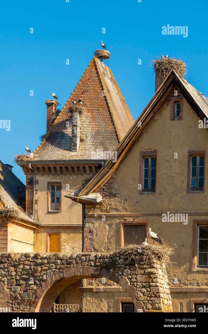 Francia, Haut Rhin, Munster Valley Cheese Route, Munster, le rovine dell'abbazia Foto Stock