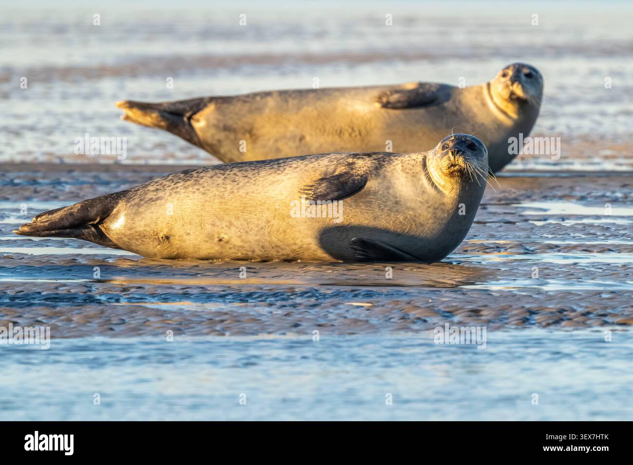 Francia, Pas de Calais, Costa d'Opale, Berck-sur-Mer, foca portuale (Phoca vitulina) Foto Stock