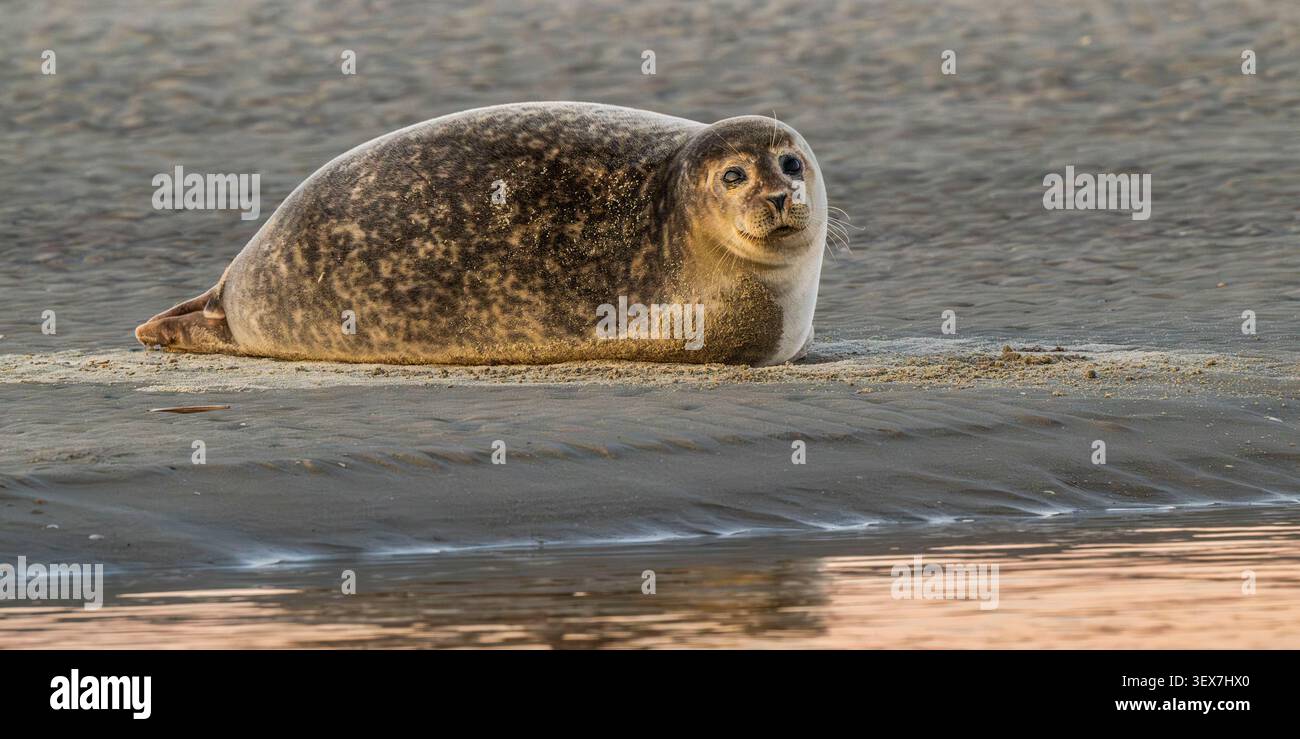 Francia, Pas de Calais, Costa d'Opale, Berck-sur-Mer, foca portuale (Phoca vitulina) Foto Stock