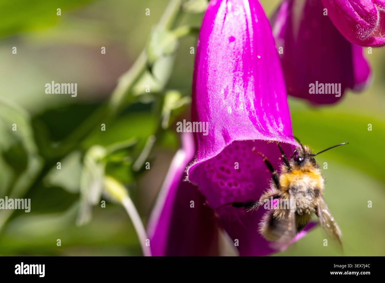 Bumblebee che cerca il nettare e il polline, vola nel vibrante fiore di digitalis purpurea in un giardino estivo Foto Stock