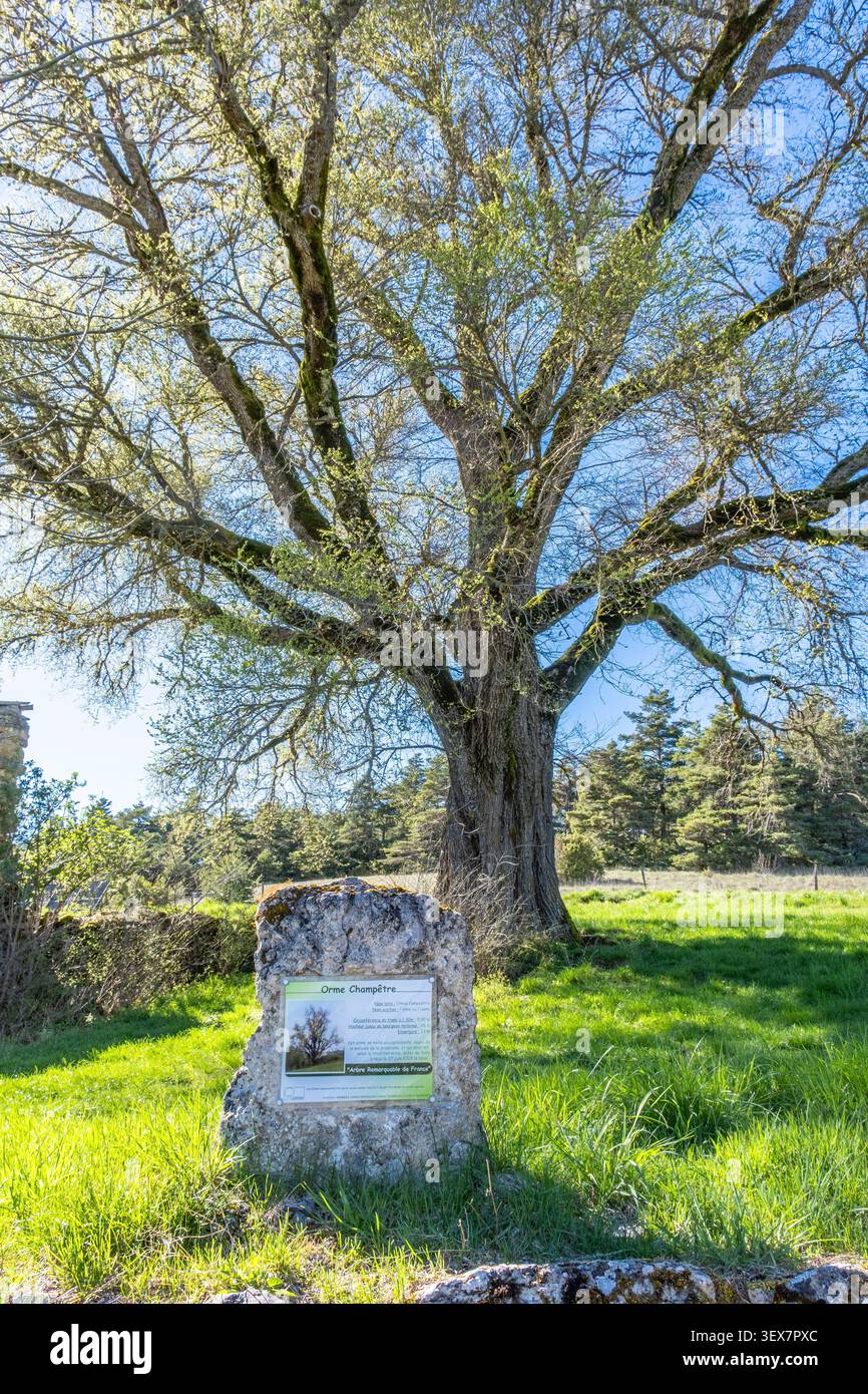 Francia, Lozere, Saint Pierre des Tripiers, causse Mejean, olmo di campo classificato come un albero notevole di Francia, Parc Naturel Regional des Grands Causses (Parco naturale regionale dei Grands Causses) Foto Stock