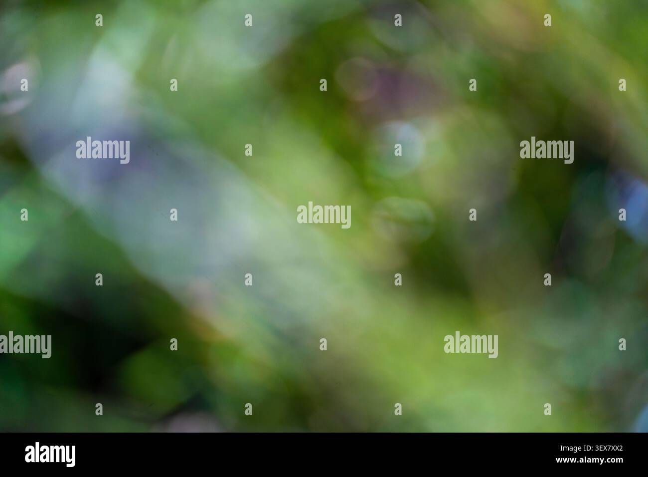 Sfondo bokeh natura verde morbido con toni blu e viola da sogno Foto Stock