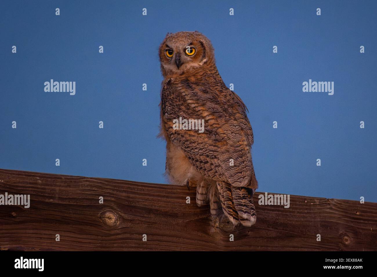 Un giovane gufo reale (Bubo virginianus) caccia la preda poco dopo il tramonto. Foto Stock