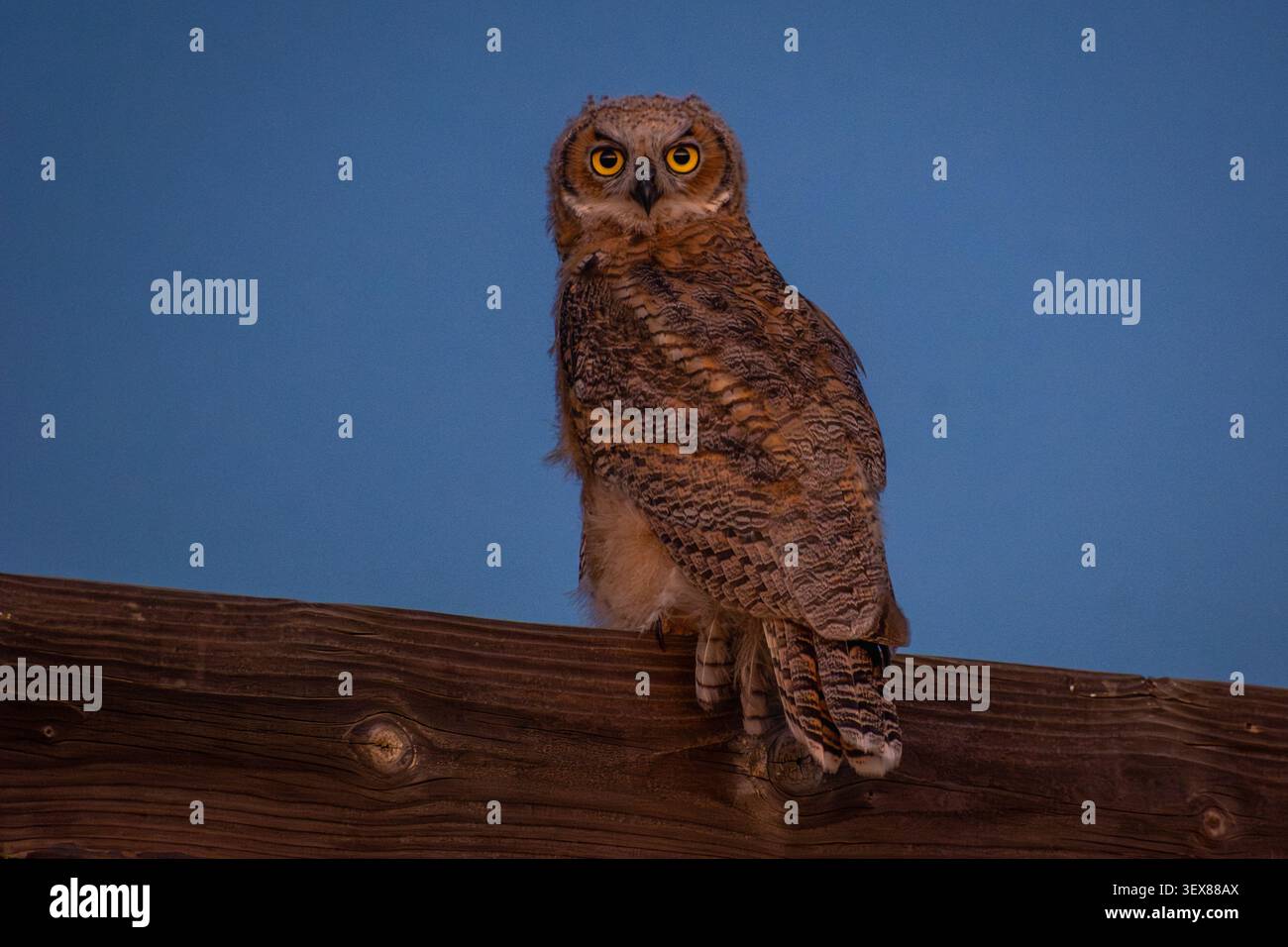 Un giovane gufo reale (Bubo virginianus) caccia la preda poco dopo il tramonto. Foto Stock