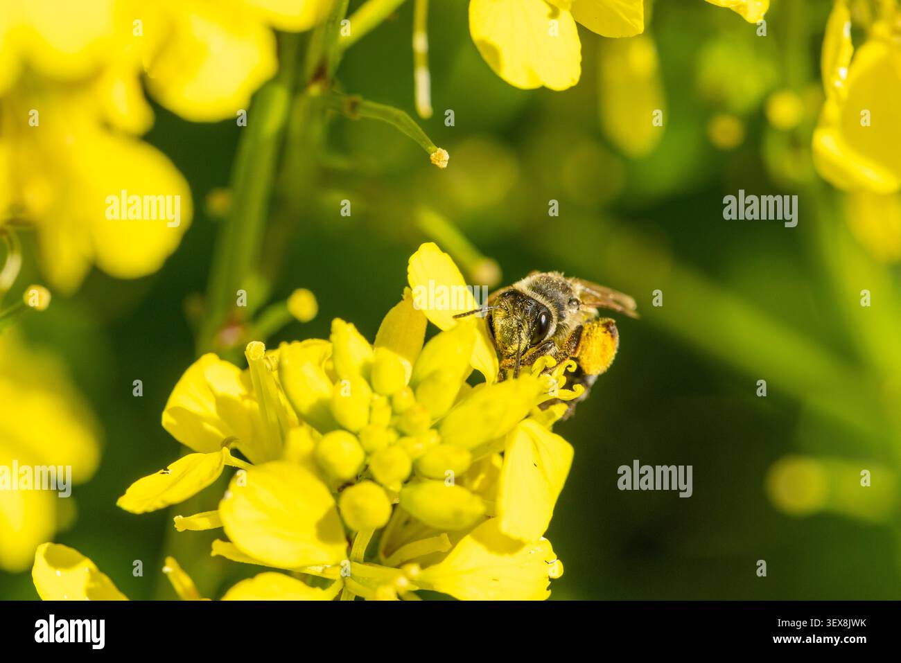Le api raccolgono polline giallo brillante sulle sue gambe, impollinando vivaci fiori primaverili in un giardino soleggiato Foto Stock