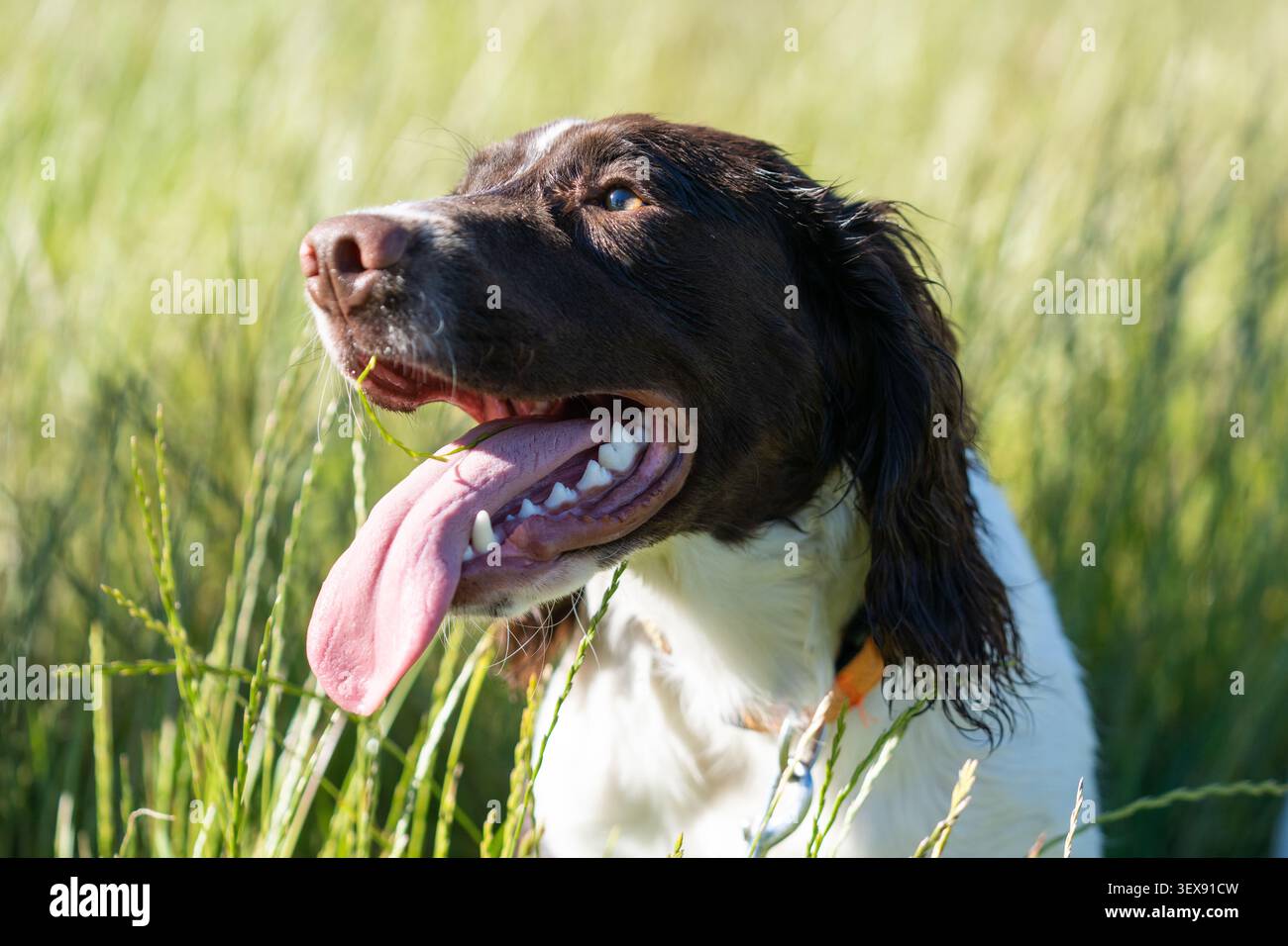 Felice English Springer Spaniel che ansimando nell'erba alta estiva Foto Stock