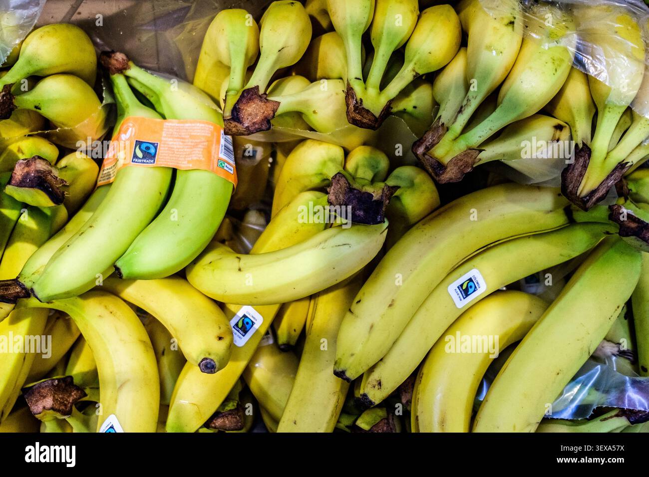 Londra Regno Unito, giugno 30 2026, mazzi di banane colombiane fresche mature intere sane sparate dall'alto senza persone Foto Stock