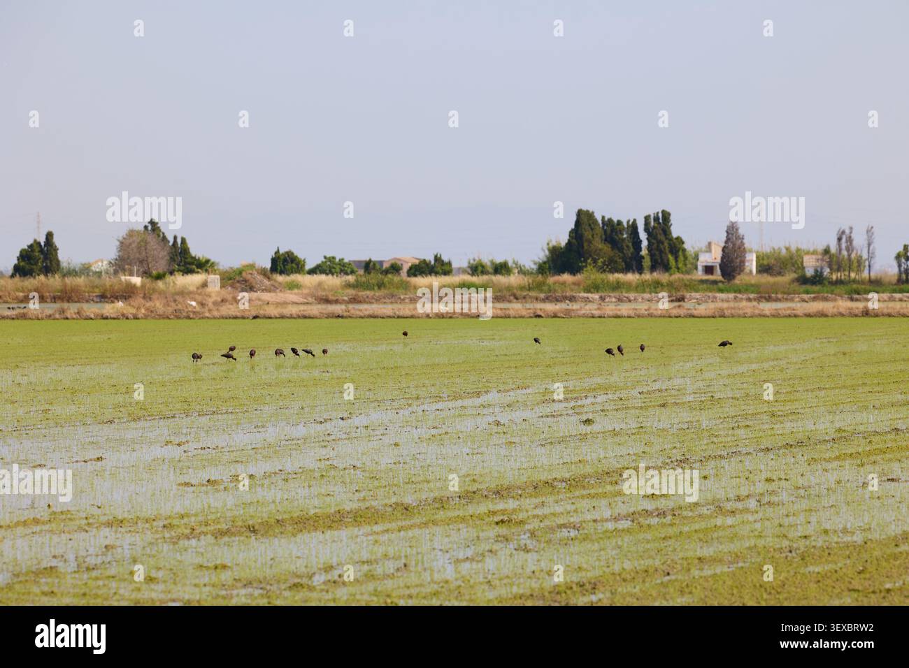 Giovani e vibranti germogli di riso verde attraversano il campo pieno d'acqua. Concetto agricolo di coltivazione del riso ad Albufera Valencia, Spagna. Foto Stock