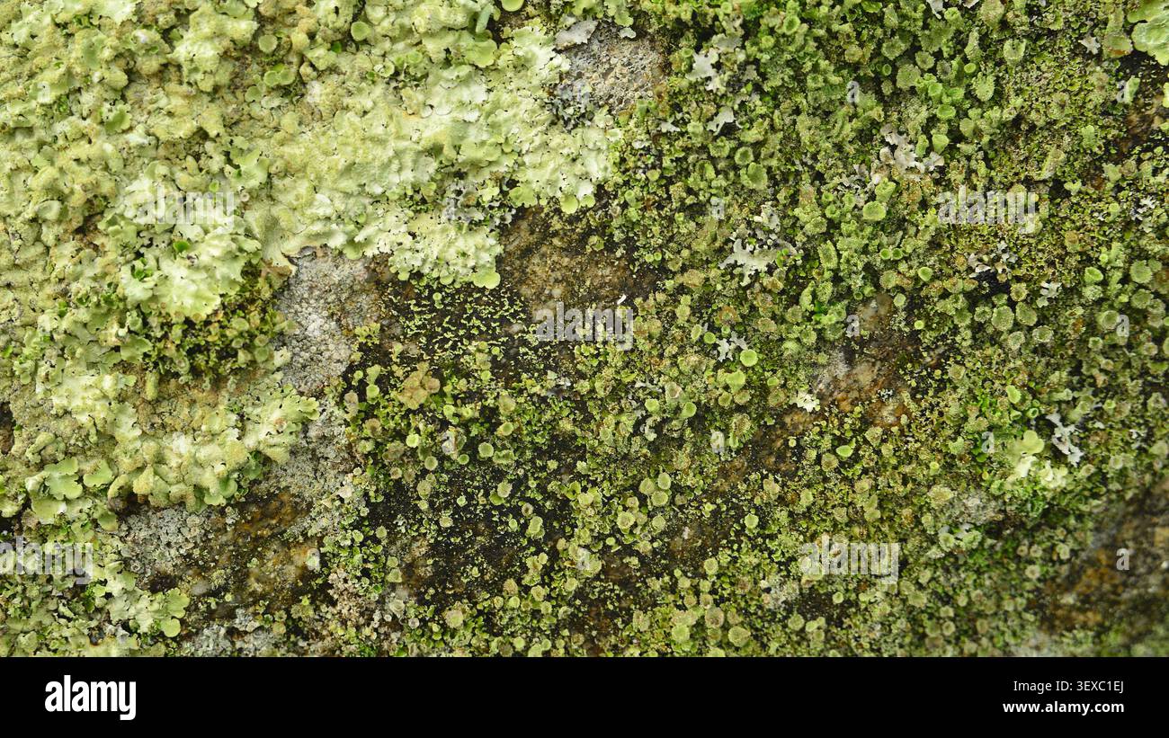 Biodiversità e ambiente. La proliferazione di vari licheni e muschi indica un ambiente privo di grandi inquinamenti. Foto Stock