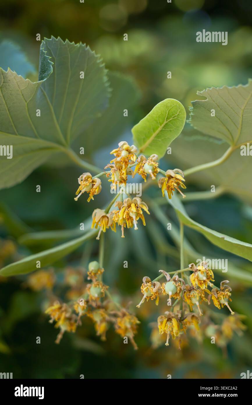 Primo piano di fiori di tiglio in fiore con caratteristici bratti verdi e foglie fresche, che illustrano la fioritura estiva, la botanica, la pianta medicinale, la AN Foto Stock
