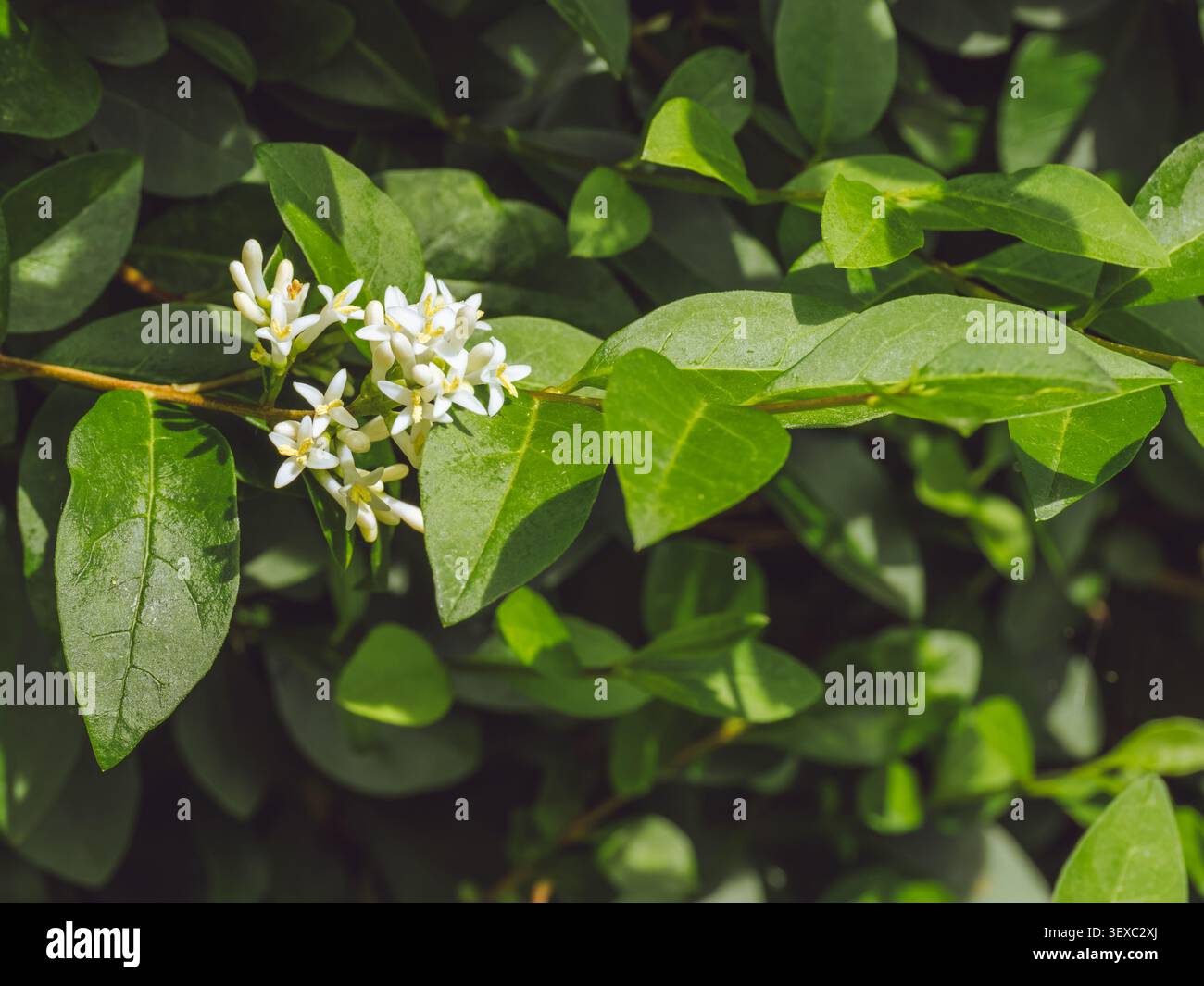 Fiori di una siepe di Privet 'Ligustrum' in fiore Foto Stock