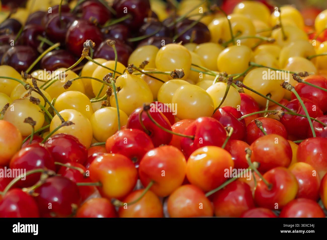 Primo piano di colorate ciliegie dolci in varietà rosse, gialle e scure organizzate in un mercato agricolo estivo, che presenta frutta fresca di stagione e te naturale Foto Stock