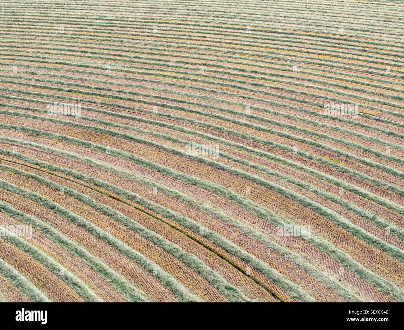 Strisce marrone chiaro e verde modellano il paesaggio Foto Stock