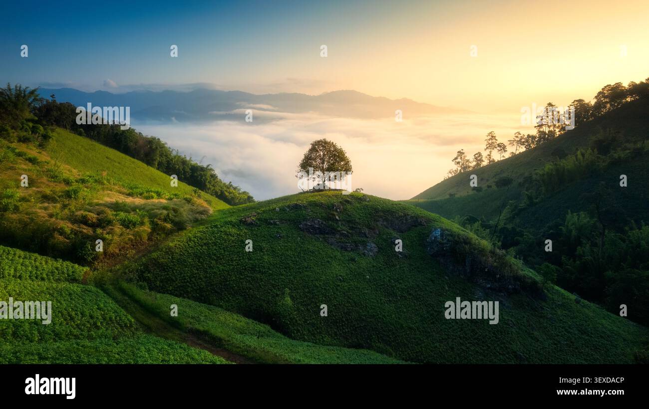 Vista aerea di alberi solitari che crescono su colline ondulate circondate da lussureggianti terreni agricoli verdi e la luce dorata brilla su nuvole nebbiose mattutine in uno scen rurale Foto Stock