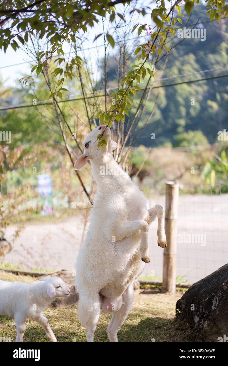 Le pecore bianche si alzano sulle zampe posteriori per mangiare foglie fresche dal ramo dell'albero appeso in una fattoria naturale all'aperto Foto Stock